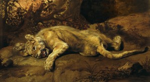 Lioness Relaxing_OSG